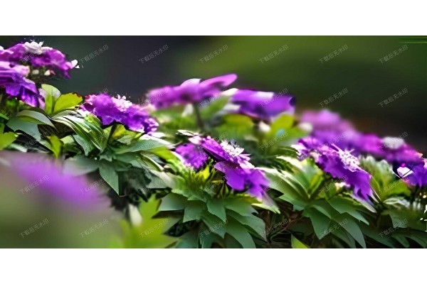 “武汉足浴按摩,一场身心的深度放松之旅” “武汉足浴按摩,一场身心的深度放松之旅”